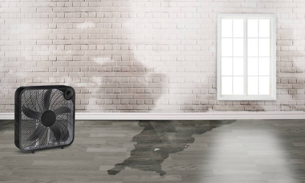 Best 24/7 water damage repair  in Tama, IA