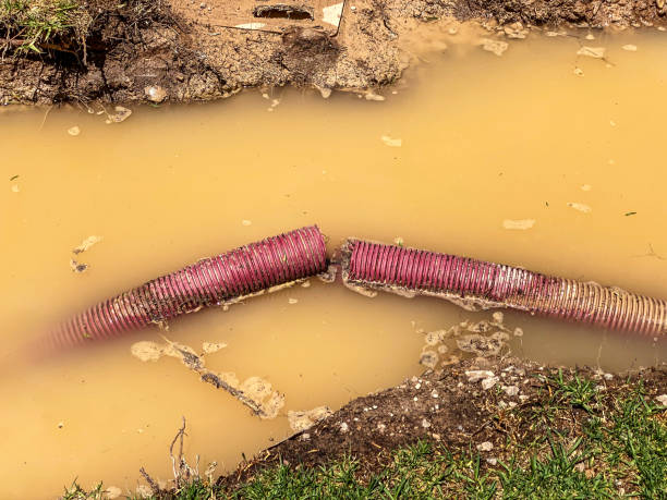 Best Mold removal after water damage  in Tama, IA