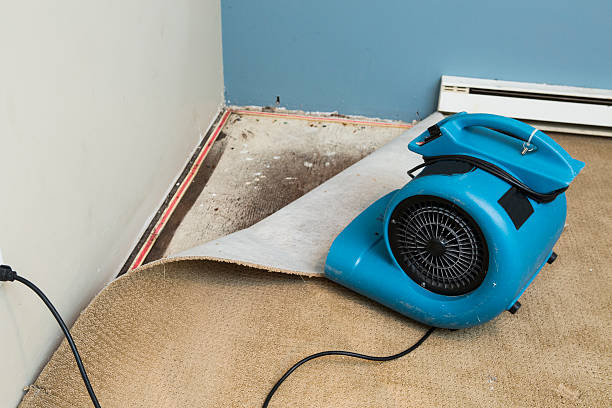 Best Water damage restoration services  in Tama, IA